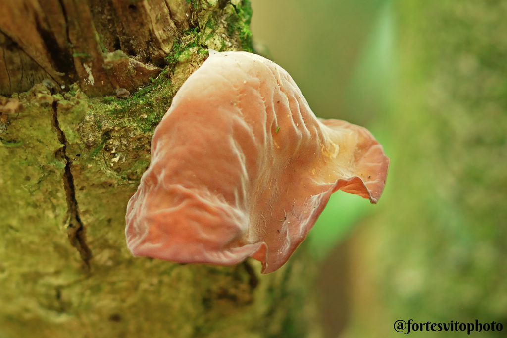 Auricularia fuscosuccinea · December 2023 · photo: © fortesvito (iNaturalist, cc-by-nc)