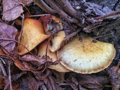 Pholiota