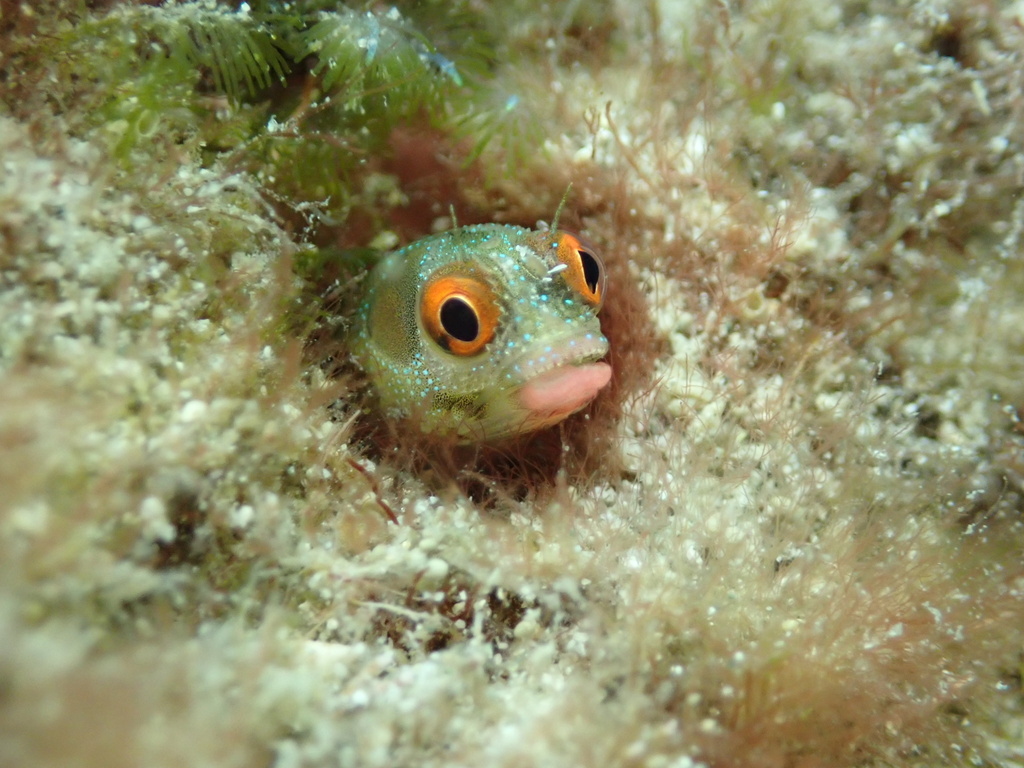 Hancock's blenny (Acanthemblemaria hancocki) — Chaenopsidae
