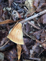 Pholiota