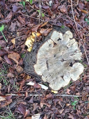Pholiota