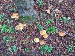 Pholiota