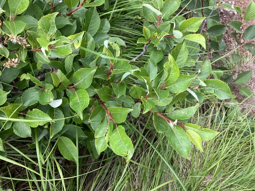 Salix reinii iNat (3)
