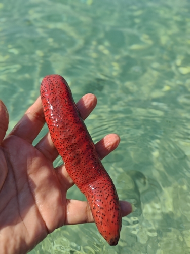 Photo of Pink sea cucumber (Holothuria edulis)