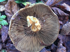 Pholiota