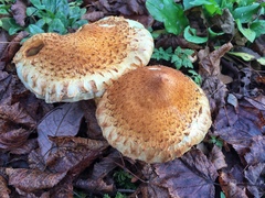 Pholiota