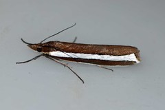 Corynophora lativittalis