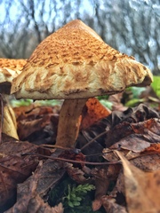 Pholiota