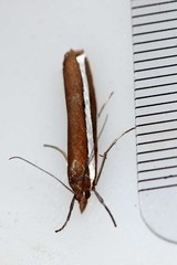 Corynophora lativittalis