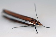 Corynophora lativittalis