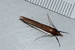 Corynophora lativittalis