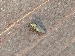 Brachycera