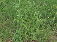 Eupatorium × truncatum