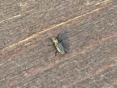 Brachycera