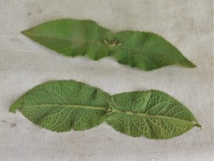 Eupatorium × truncatum