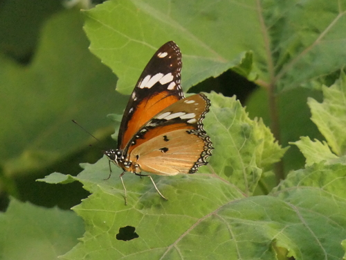 Danaid Eggfly