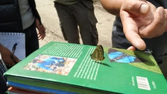 Symbrenthia hypselis