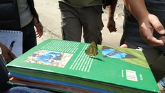 Symbrenthia hypselis