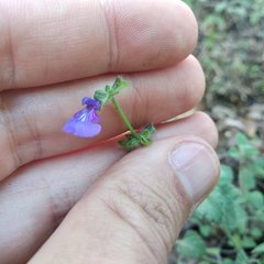 Salvia pusilla