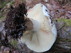 Russula adusta