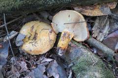 Lactarius repraesentaneus