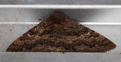 Eudesmeola lawsoni