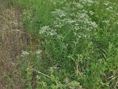Eupatorium lancifolium