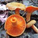 Lactarius thyinos - Photo (c) Raymonde G Chartier, some rights reserved (CC BY-NC), uploaded by Raymonde G Chartier