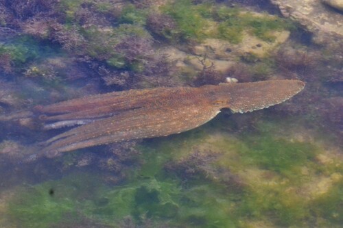 Octopus vulgaris