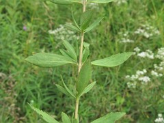 Eupatorium lancifolium