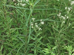 Eupatorium lancifolium