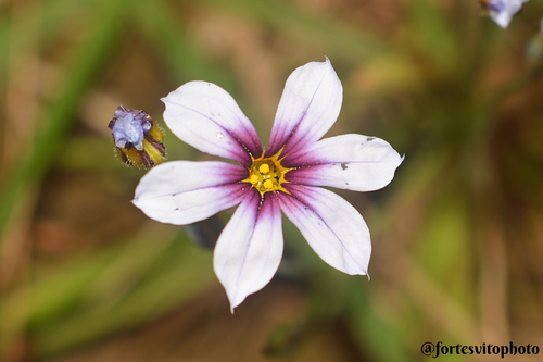 Sisyrinchium micranthum