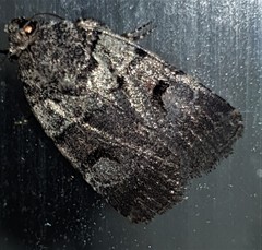 Thoracolopha flexirena