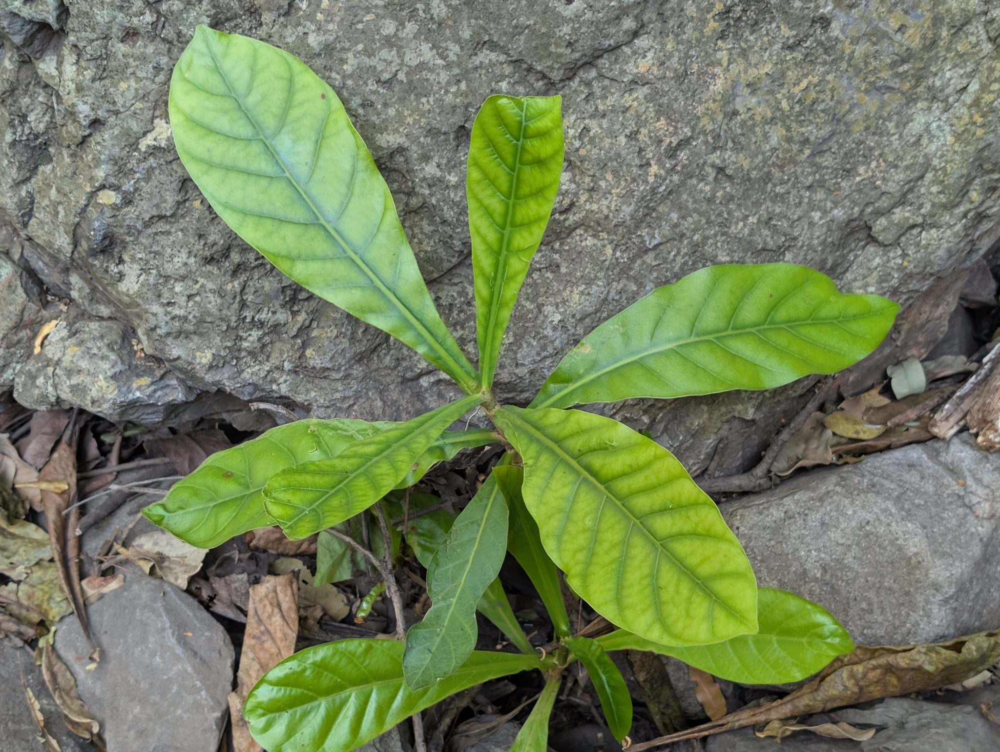 Anthocleista Grandiflora (Anthocleista grandiflora)