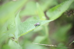 Diptera