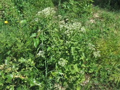 Eupatorium cordigerum