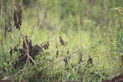 Ploceus castanops