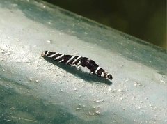 Pexicopia melitolicna