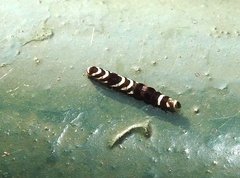 Pexicopia melitolicna