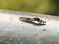 Pexicopia melitolicna