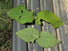 Eupatorium cordigerum