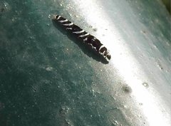 Pexicopia melitolicna