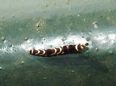 Pexicopia melitolicna