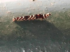 Pexicopia melitolicna