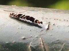 Pexicopia melitolicna