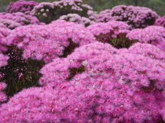 Verticordia monadelpha