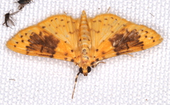 Conogethes semifascialis