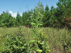 Eupatorium lancifolium