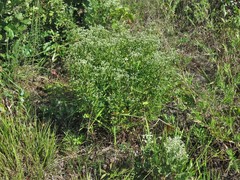 Eupatorium lancifolium