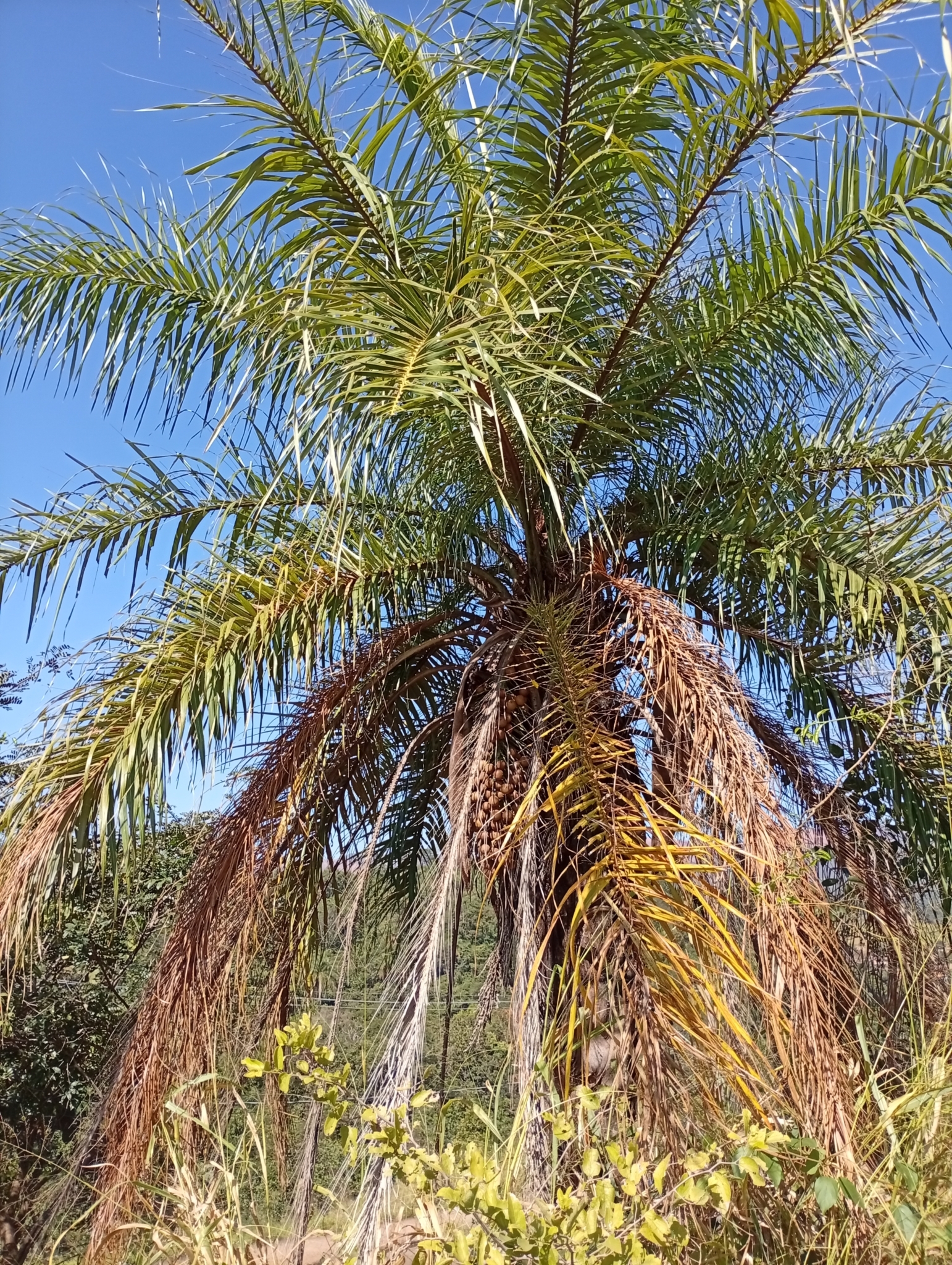 Acrocomia aculeata